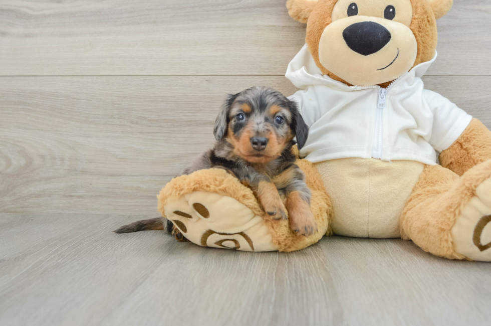 6 week old Dachshund Puppy For Sale - Florida Fur Babies