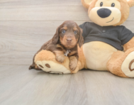 5 week old Dachshund Puppy For Sale - Florida Fur Babies