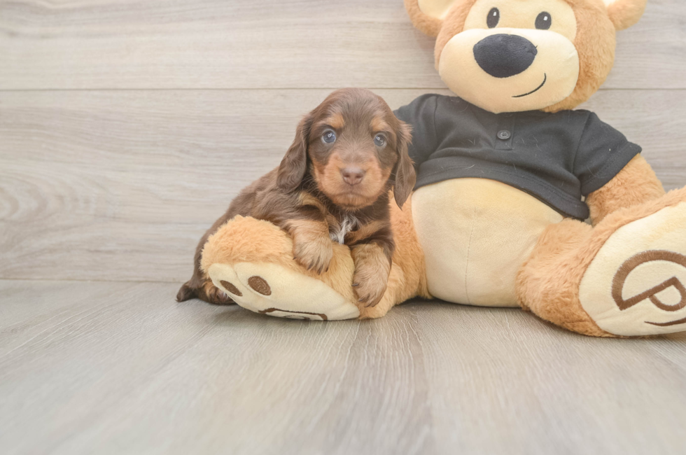 5 week old Dachshund Puppy For Sale - Florida Fur Babies