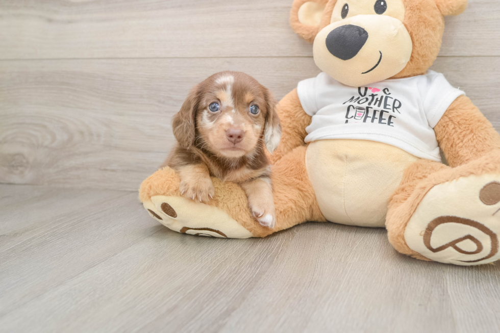 Best Dachshund Baby
