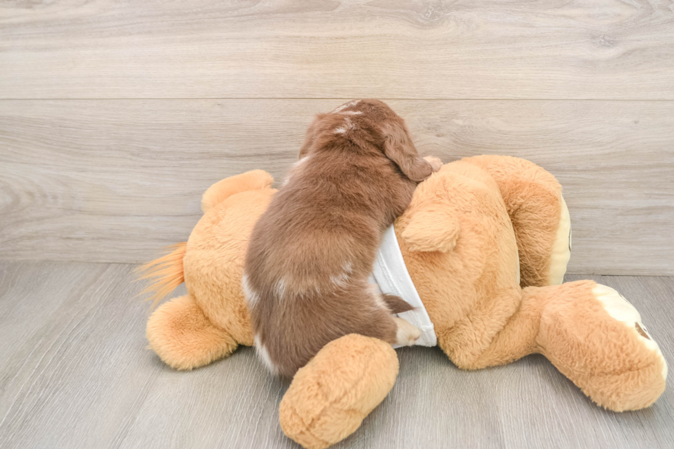 Cute Dachshund Purebred Pup