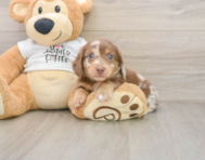 5 week old Dachshund Puppy For Sale - Florida Fur Babies