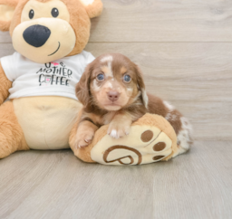7 week old Dachshund Puppy For Sale - Florida Fur Babies