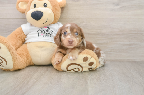 Cute Dachshund Purebred Pup