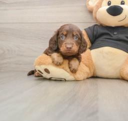 5 week old Dachshund Puppy For Sale - Florida Fur Babies