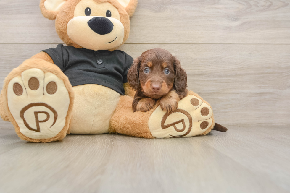 Cute Dachshund Baby