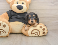 5 week old Dachshund Puppy For Sale - Florida Fur Babies