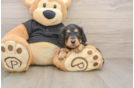Best Dachshund Baby