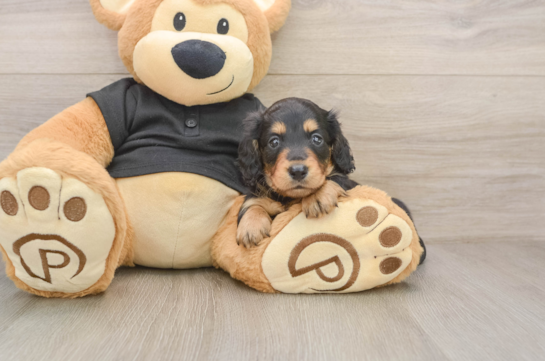Best Dachshund Baby