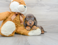 8 week old Dachshund Puppy For Sale - Florida Fur Babies
