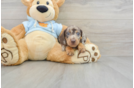 Dachshund Puppy for Adoption