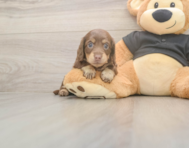 5 week old Dachshund Puppy For Sale - Florida Fur Babies