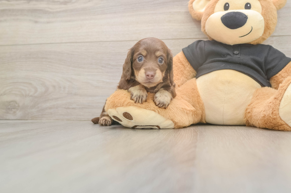 5 week old Dachshund Puppy For Sale - Florida Fur Babies