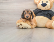 5 week old Dachshund Puppy For Sale - Florida Fur Babies