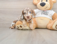 5 week old Dachshund Puppy For Sale - Florida Fur Babies