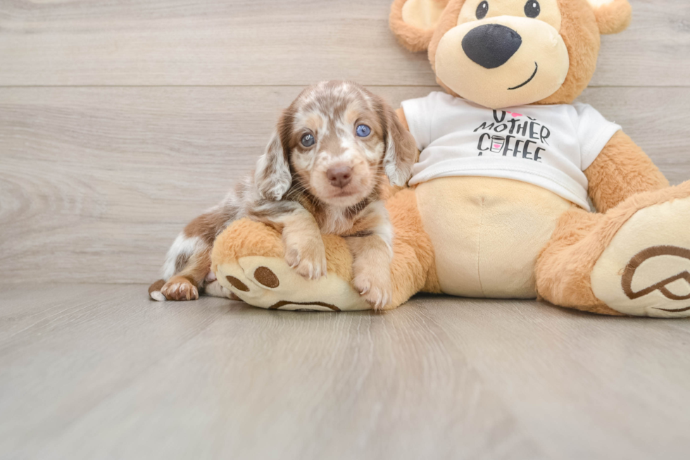 Cute Dachshund Purebred Pup