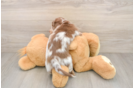 Best Dachshund Baby