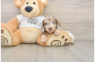 Dachshund Pup Being Cute