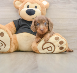 5 week old Dachshund Puppy For Sale - Florida Fur Babies