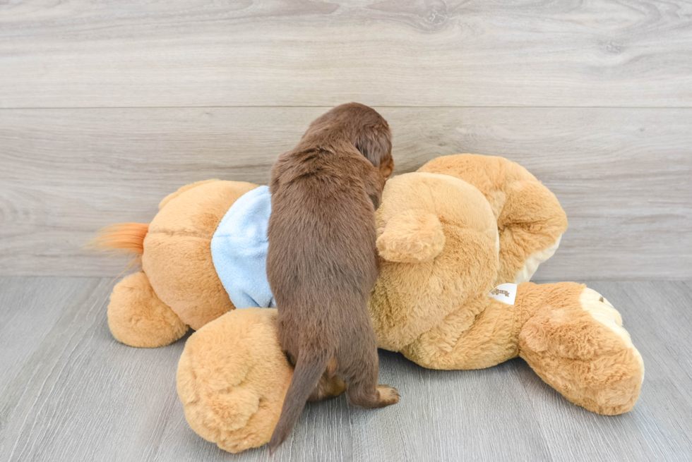 Best Dachshund Baby