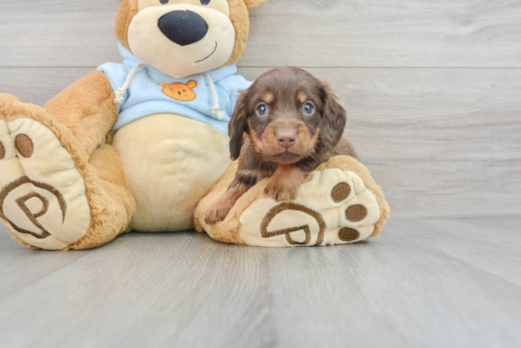 Cute Dachshund Purebred Puppy