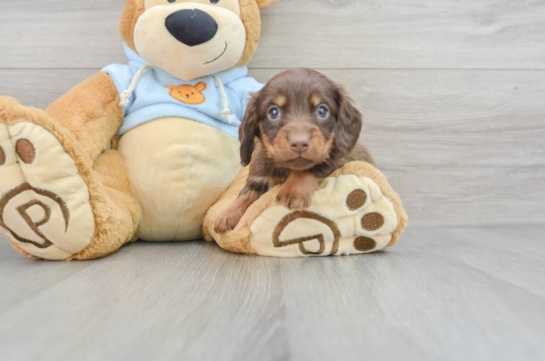 Cute Dachshund Purebred Puppy