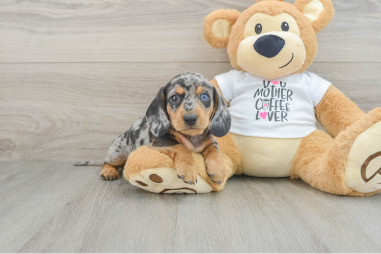 Cute Dachshund Purebred Pup