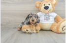 Cute Dachshund Purebred Pup