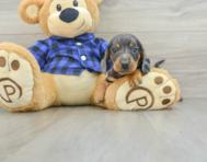 7 week old Dachshund Puppy For Sale - Florida Fur Babies