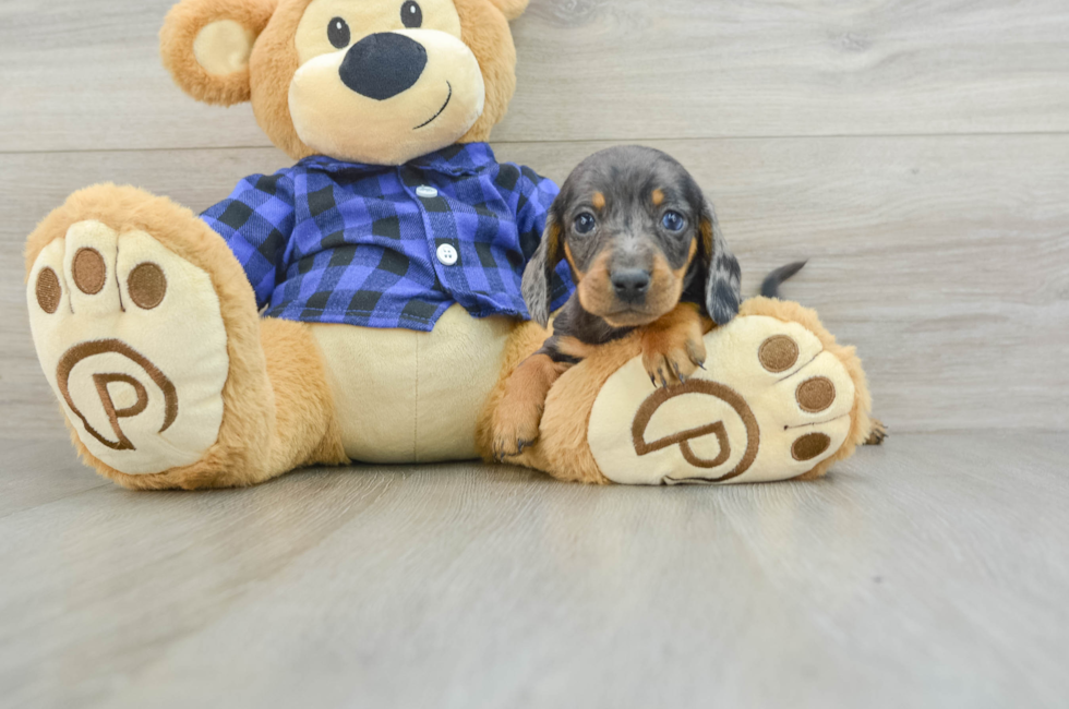 7 week old Dachshund Puppy For Sale - Florida Fur Babies