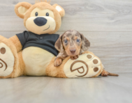 5 week old Dachshund Puppy For Sale - Florida Fur Babies