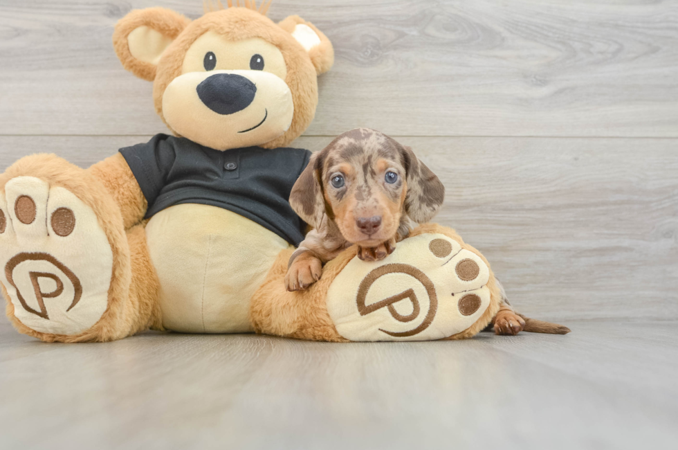 5 week old Dachshund Puppy For Sale - Florida Fur Babies