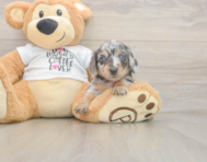 5 week old Dachshund Puppy For Sale - Florida Fur Babies