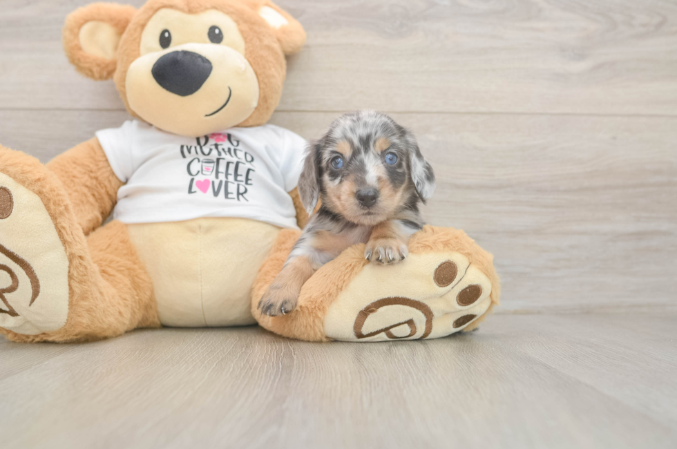 6 week old Dachshund Puppy For Sale - Florida Fur Babies