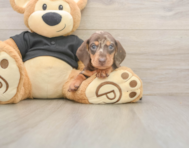 5 week old Dachshund Puppy For Sale - Florida Fur Babies