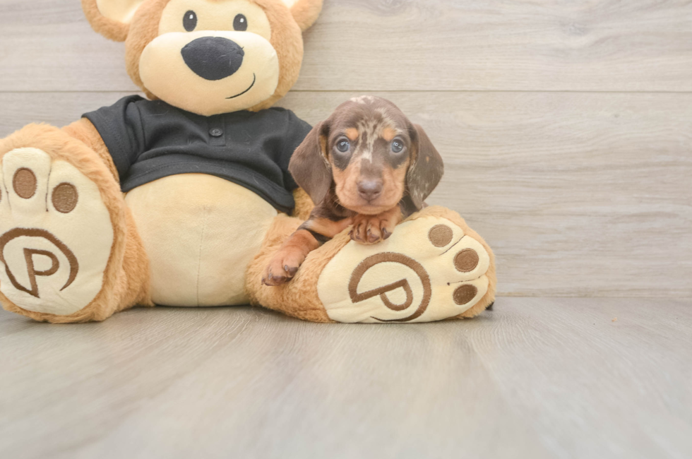 5 week old Dachshund Puppy For Sale - Florida Fur Babies