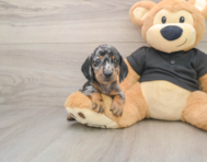 6 week old Dachshund Puppy For Sale - Florida Fur Babies