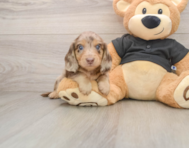 5 week old Dachshund Puppy For Sale - Florida Fur Babies