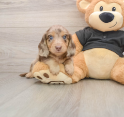 5 week old Dachshund Puppy For Sale - Florida Fur Babies