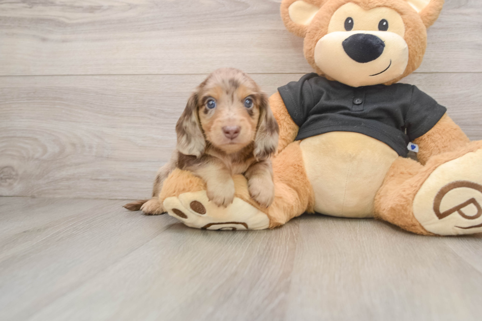 Cute Dachshund Purebred Pup