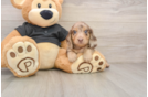 Cute Doxie Purebred Puppy