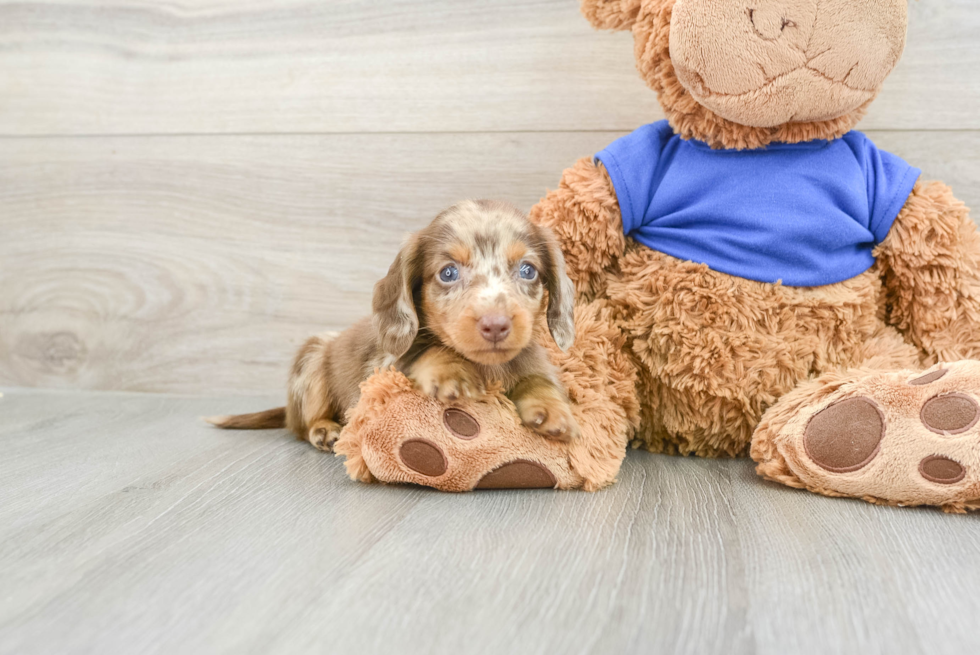 Dachshund Pup Being Cute