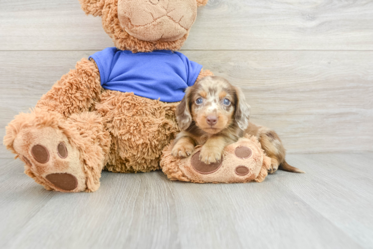 Cute Doxie Purebred Puppy