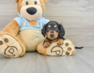 6 week old Dachshund Puppy For Sale - Florida Fur Babies