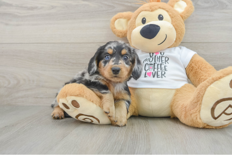 Dachshund Pup Being Cute