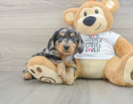 5 week old Dachshund Puppy For Sale - Florida Fur Babies