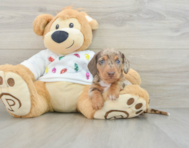 5 week old Dachshund Puppy For Sale - Florida Fur Babies