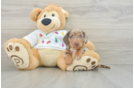 Dachshund Puppy for Adoption