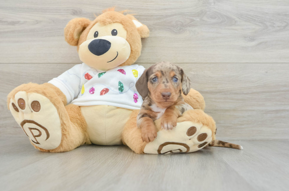 6 week old Dachshund Puppy For Sale - Florida Fur Babies