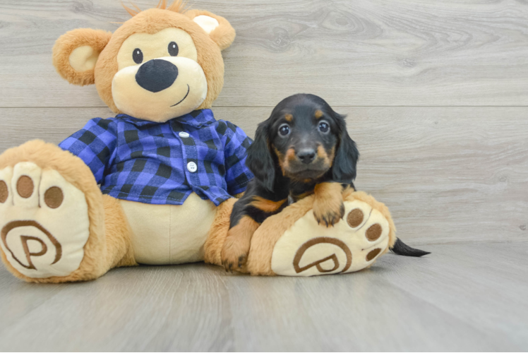Dachshund Pup Being Cute